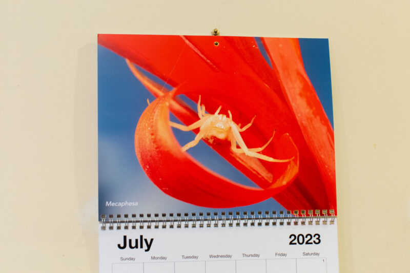 My first spider calendar