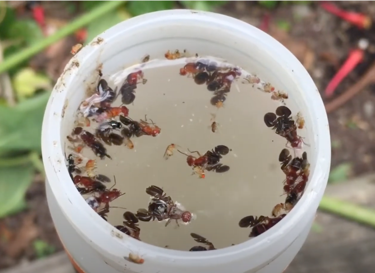 Yeast and sugar mosquito control devices