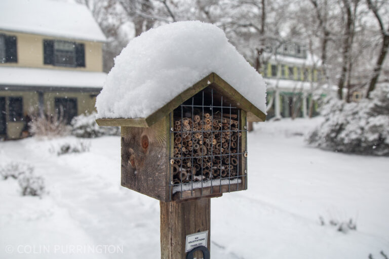 Colin Purrington » nature photography / natural history / misc