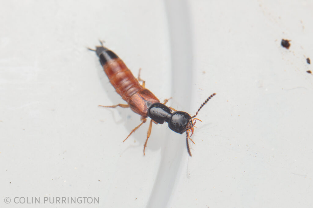 Belonuchus rufipennis