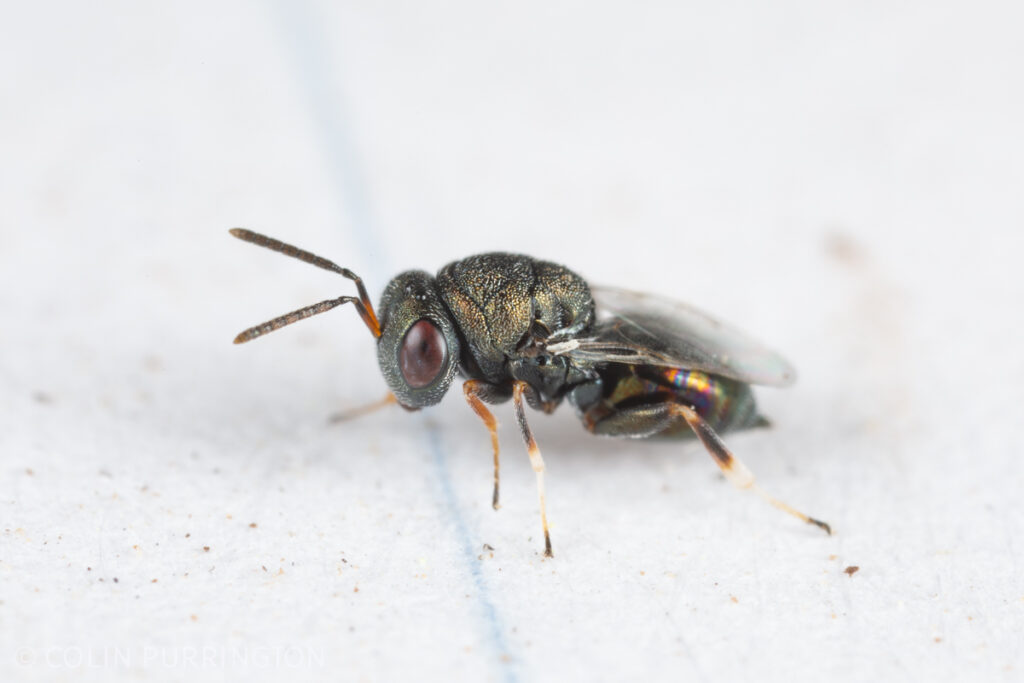 Dinarmus sp.