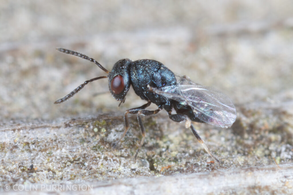 Dinarmus sp.