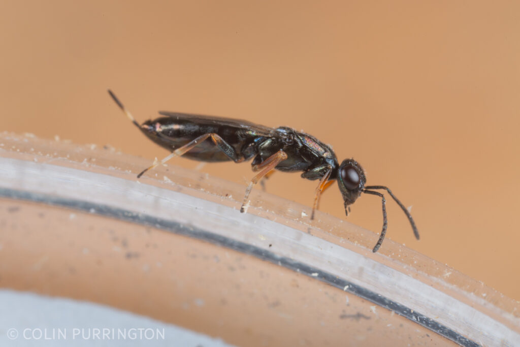 Eupelmus pulchriceps