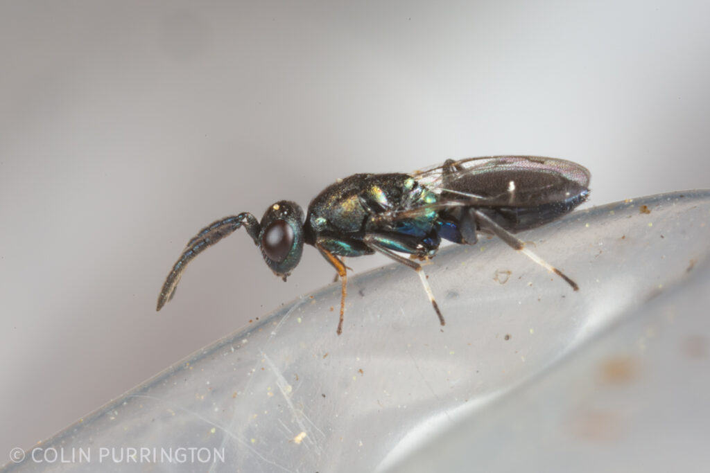 Eupelmus pulchriceps