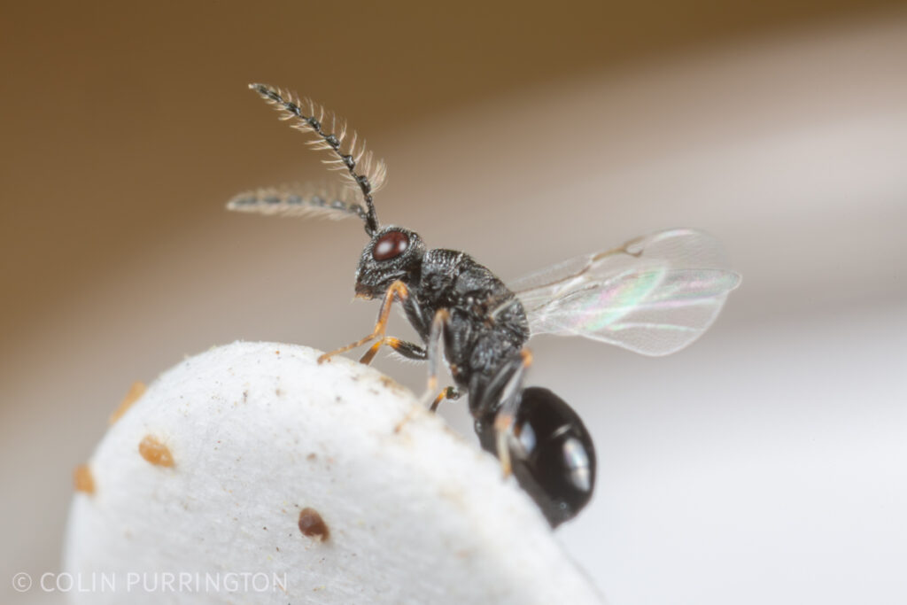 Eurytoma sp.