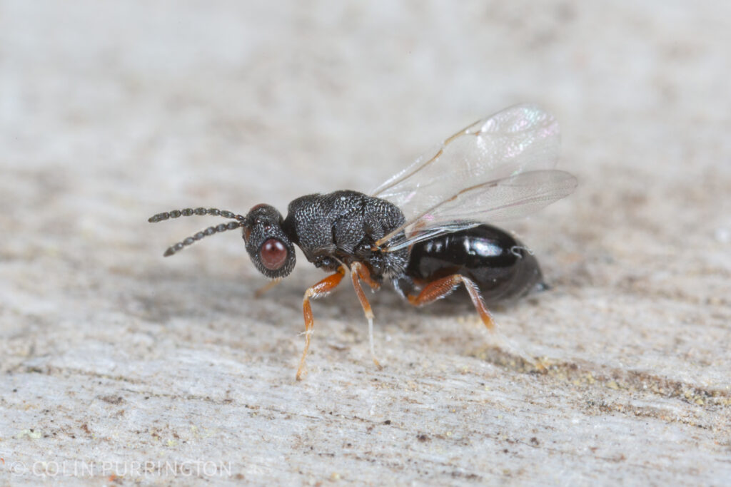 Eurytoma sp.