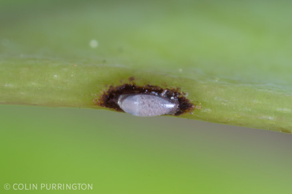 Gibbobruchus mimus egg