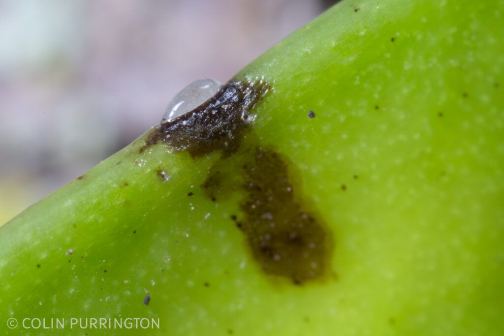 Gibbobruchus mimus egg