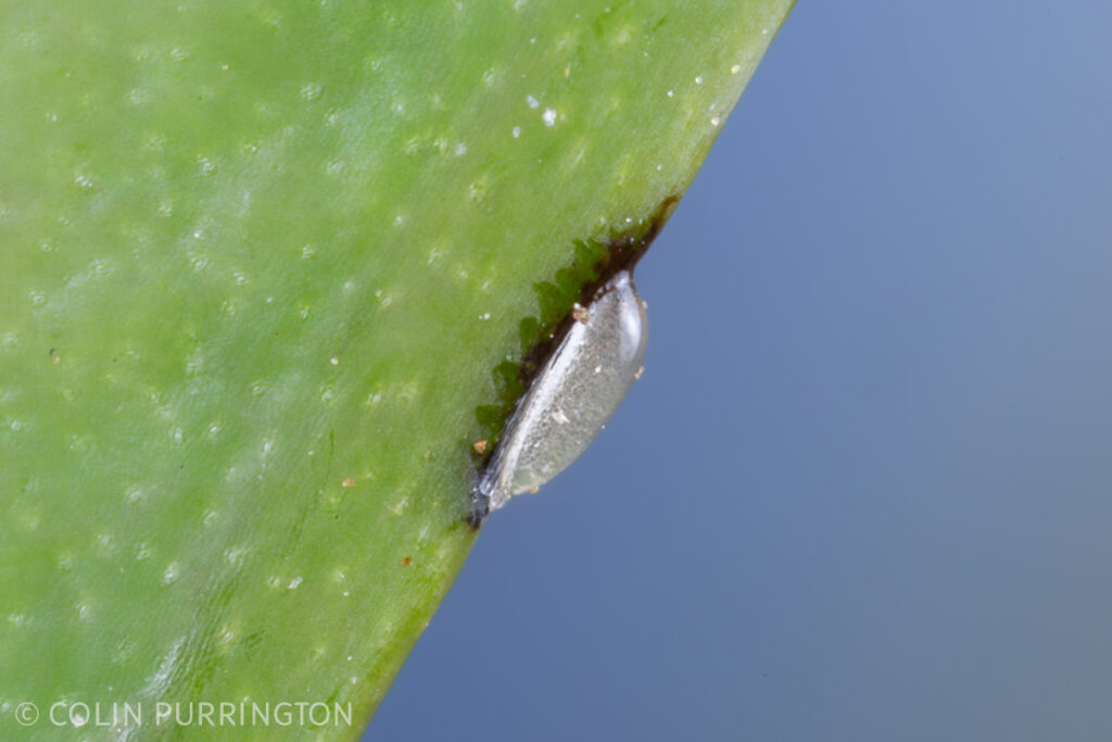 Gibbobruchus mimus egg