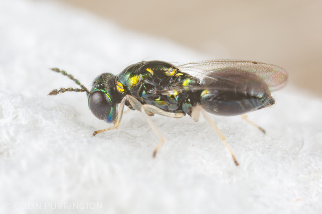Horismenus missouriensis