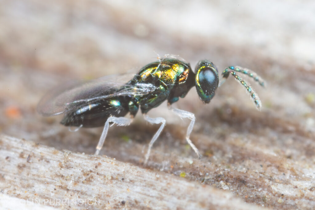 Horismenus missouriensis